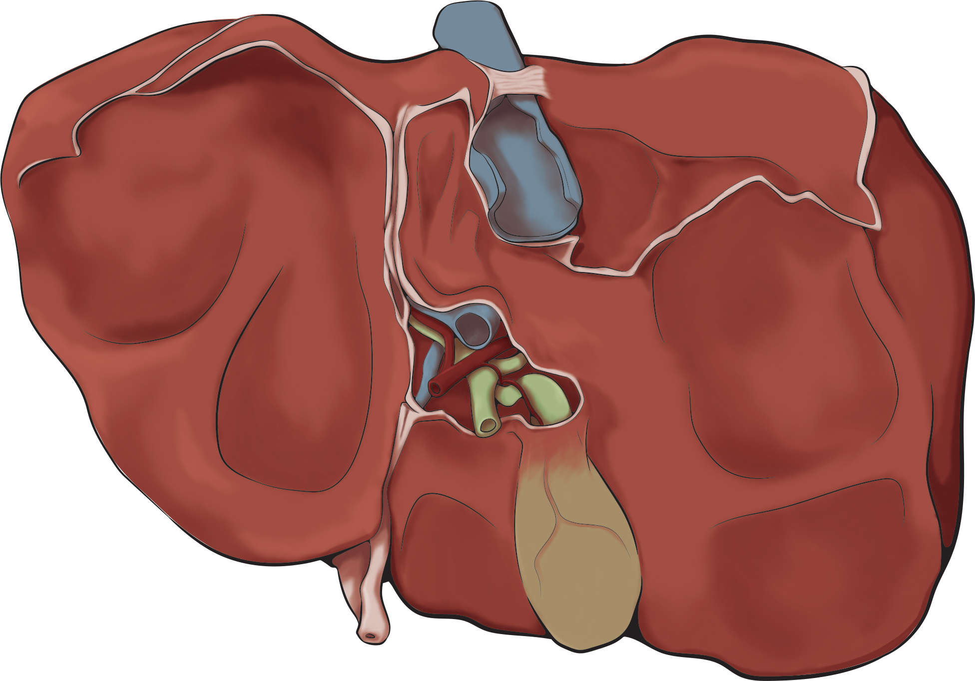 Medical anatomy study
