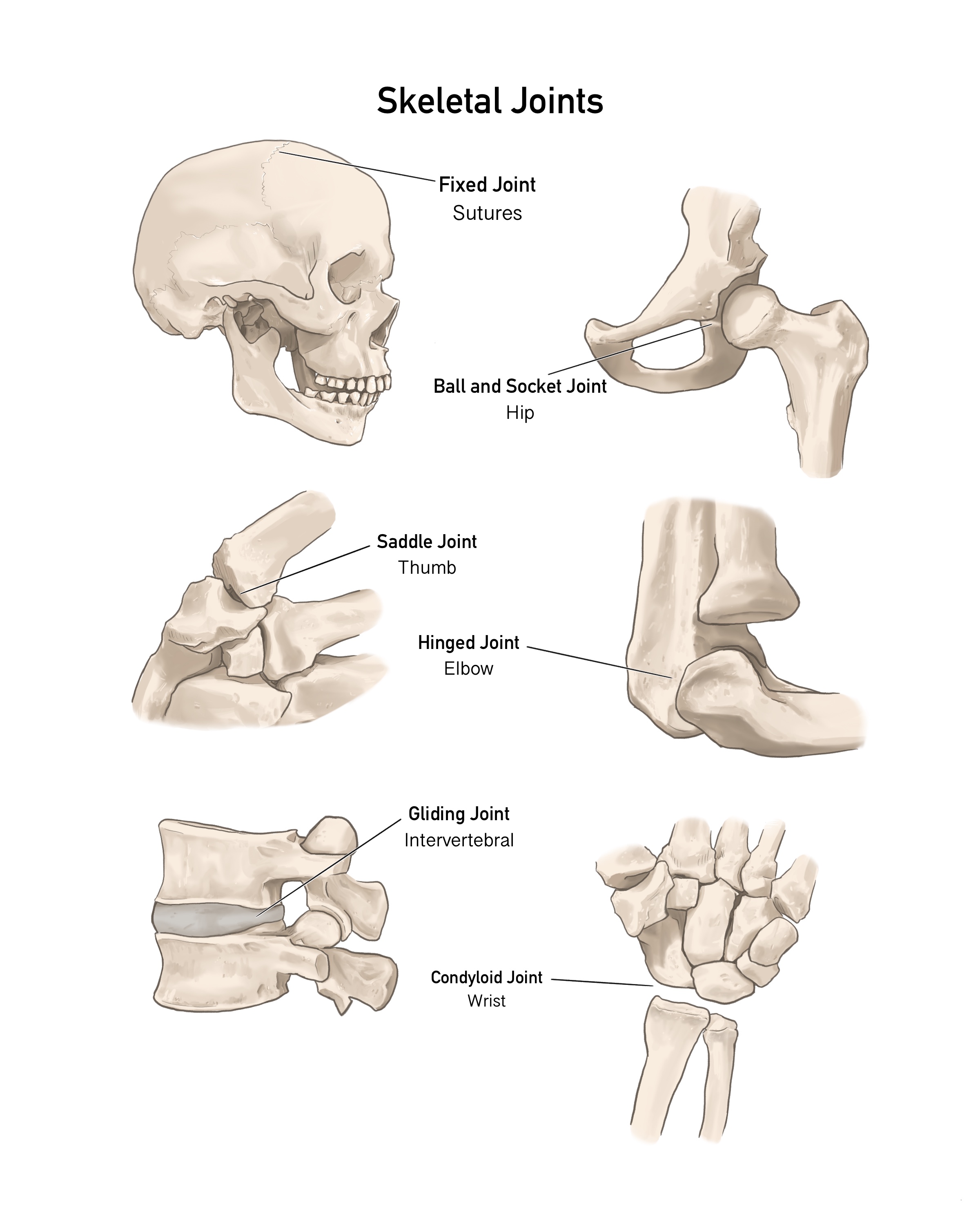Skeletal joints study