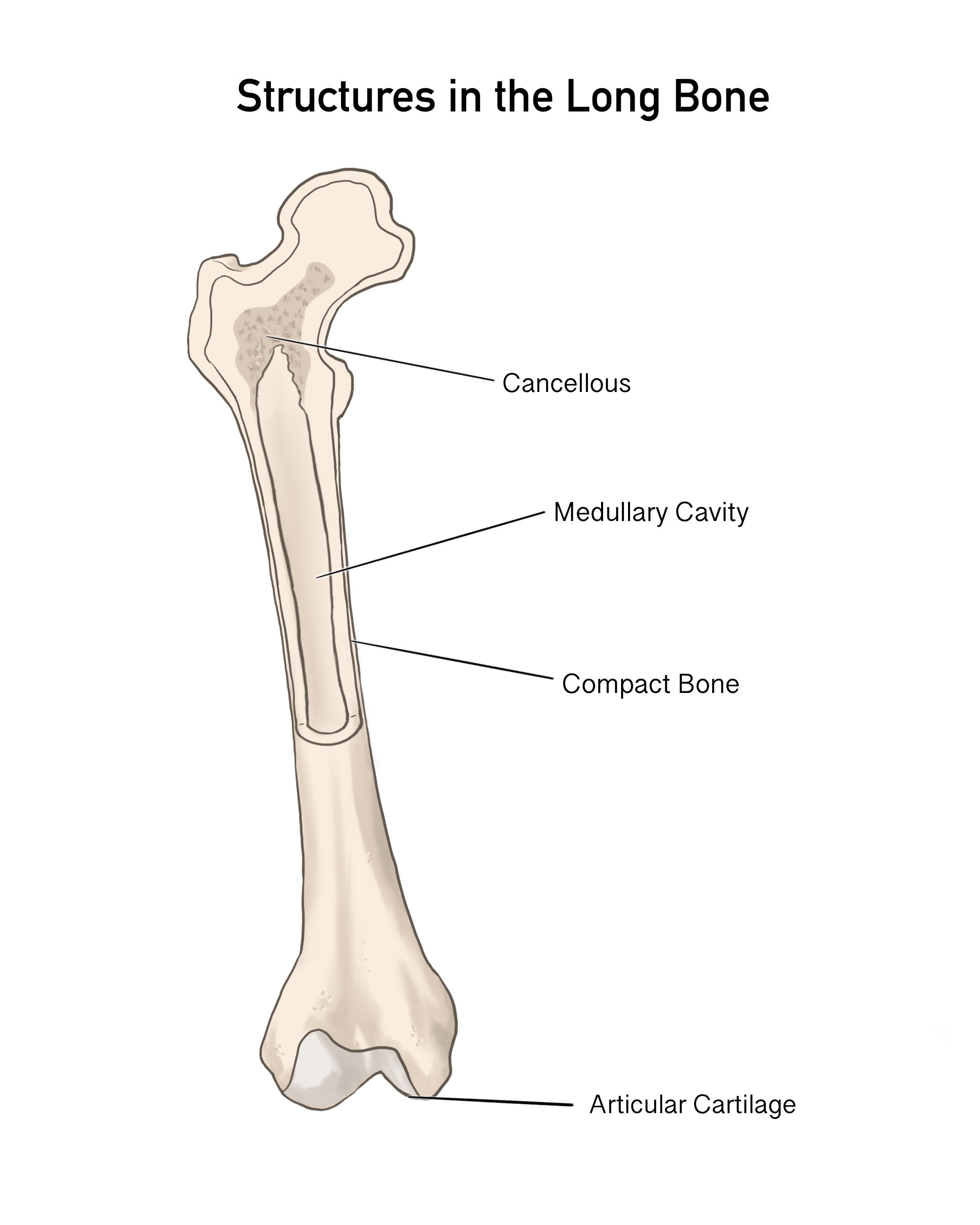Study of structures in a long bone