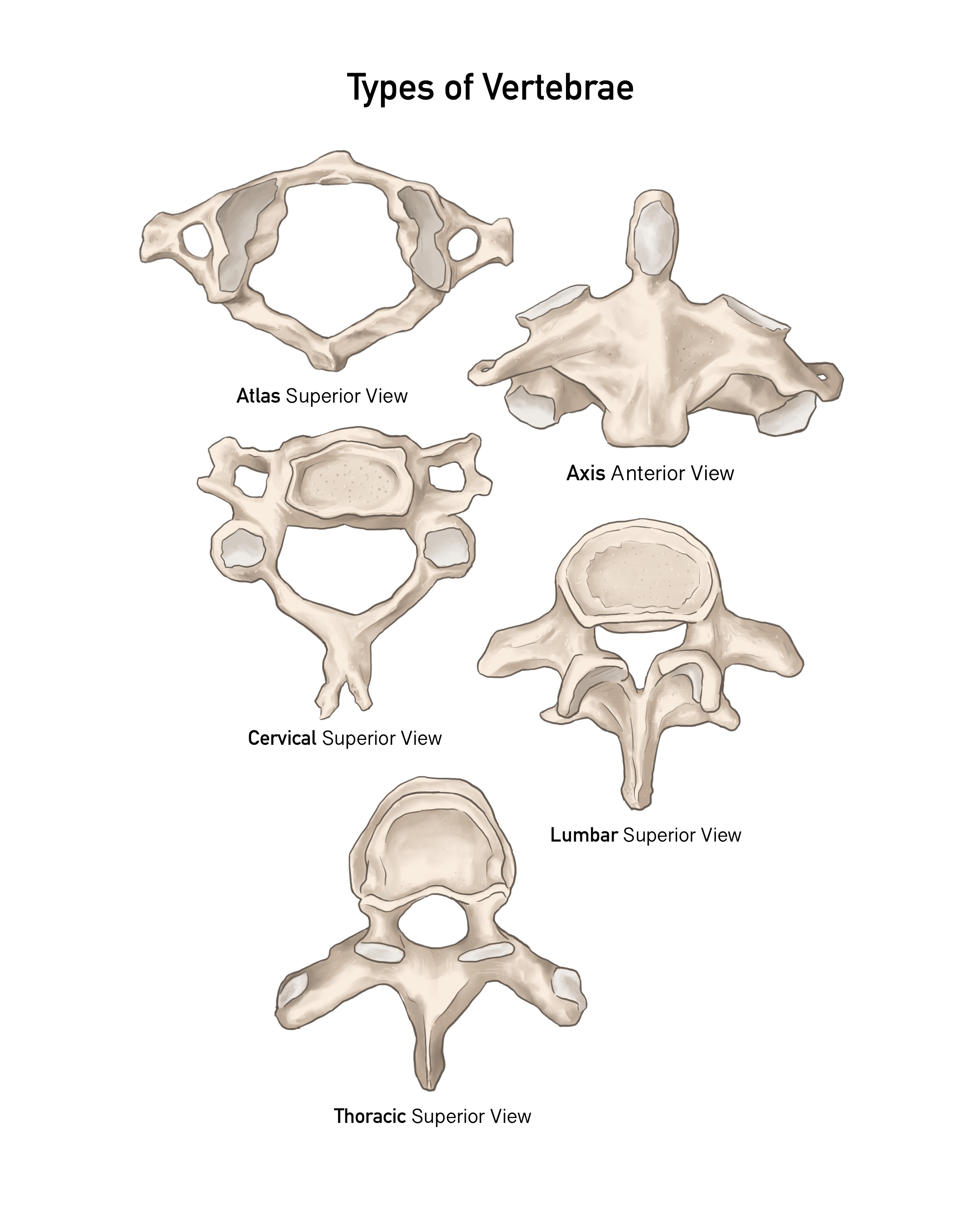 Study of different types of vertebrae
