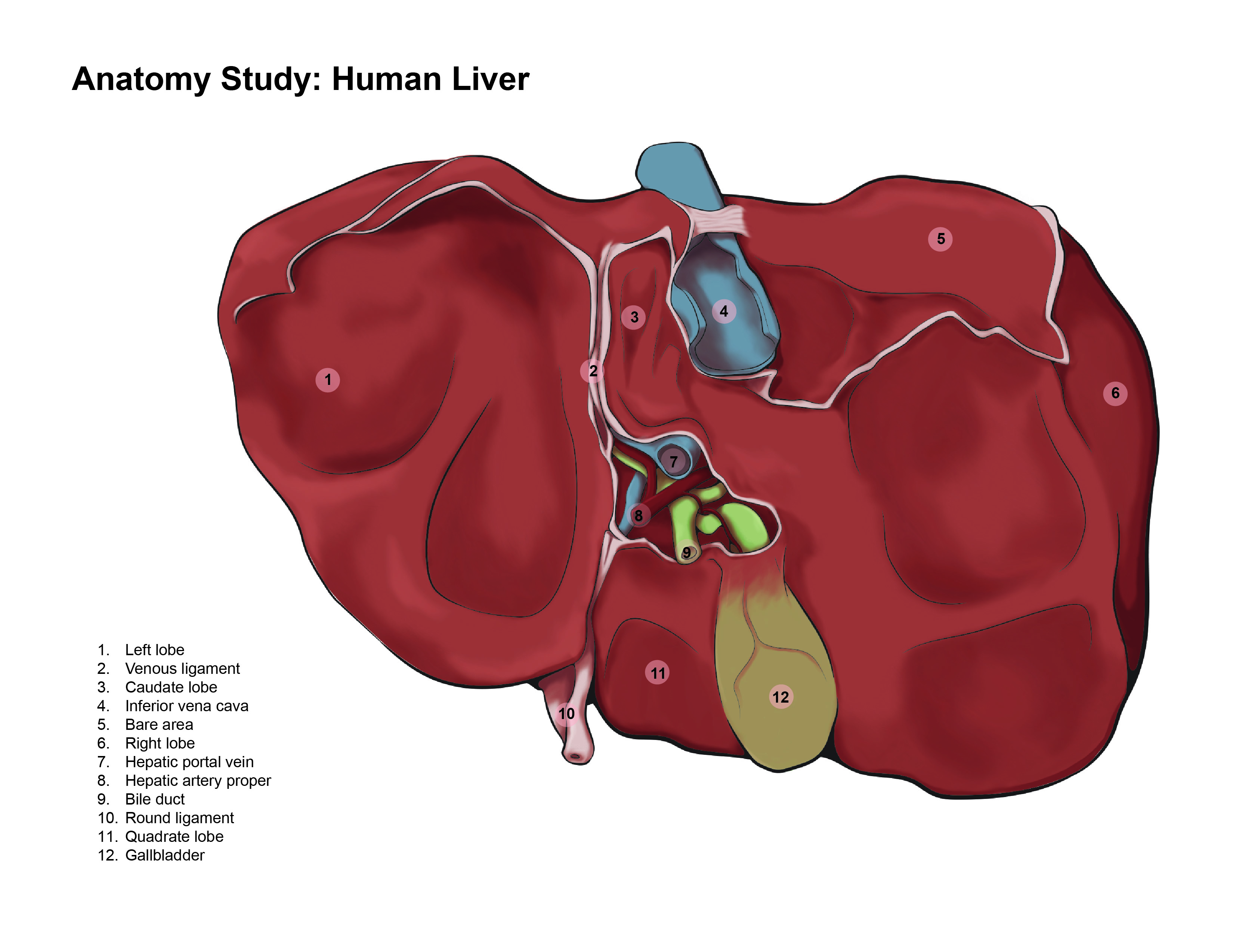 Human liver anatomy study