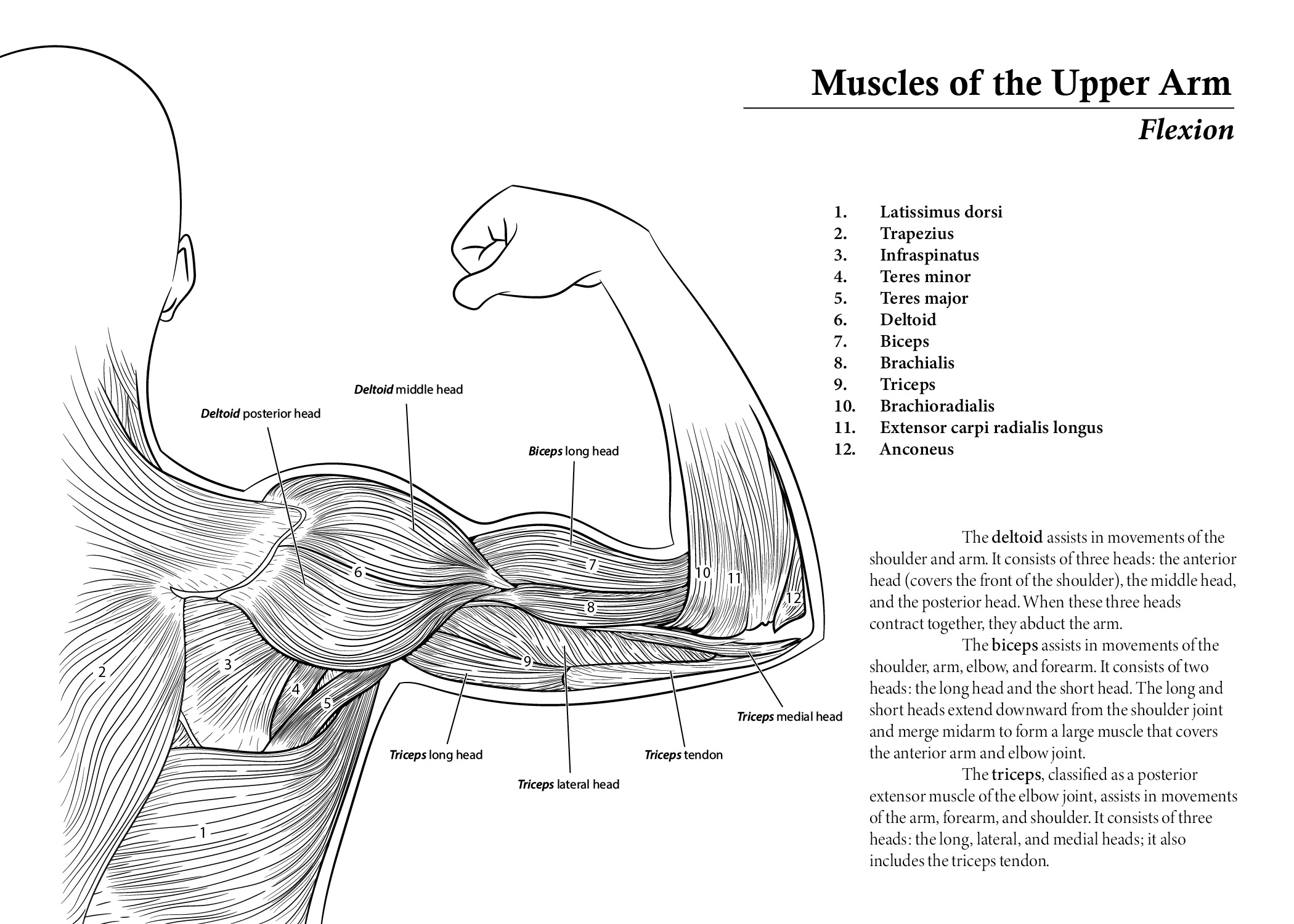 Illustration of the muscles of the upper arm