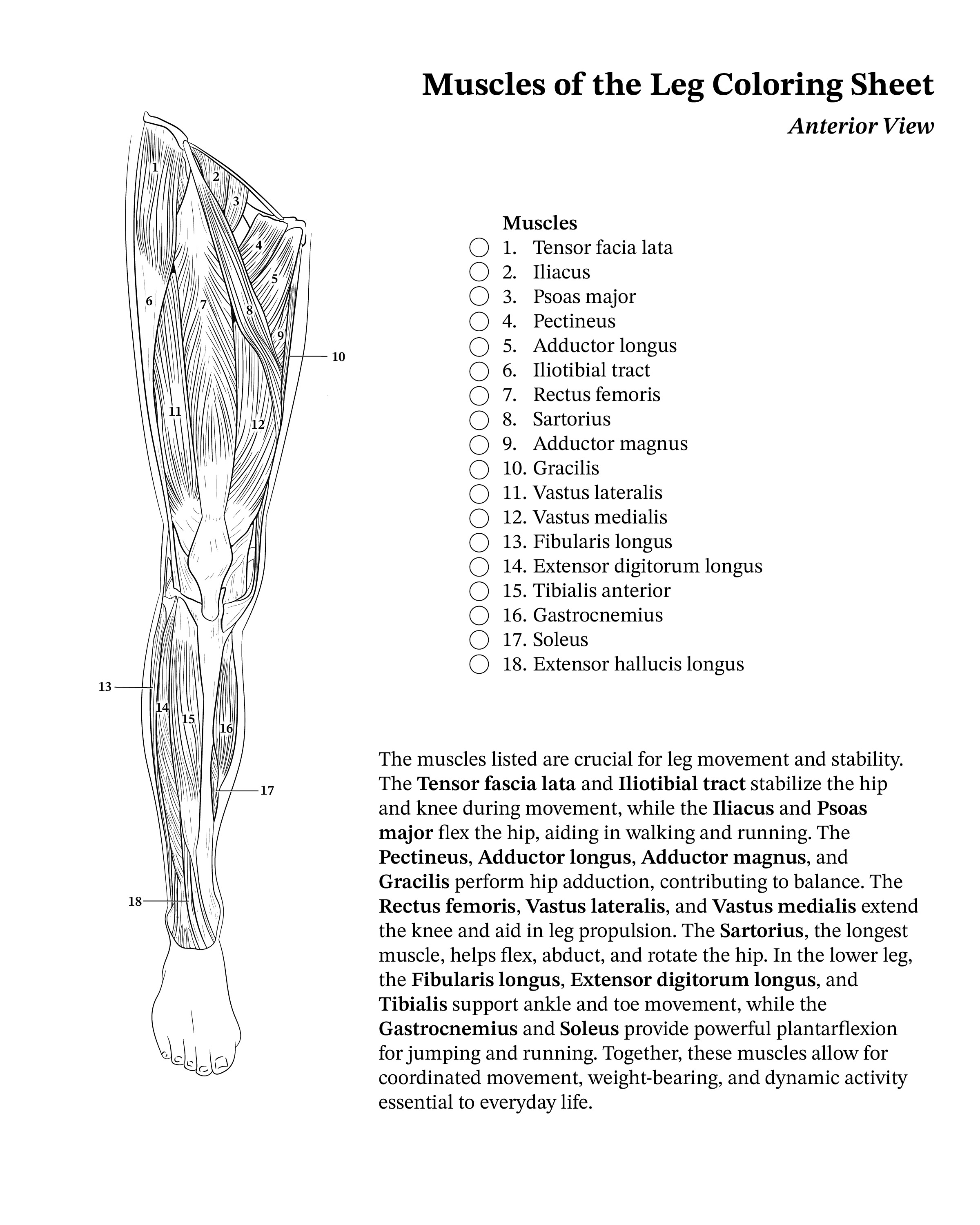 Muscles of the leg textbook page