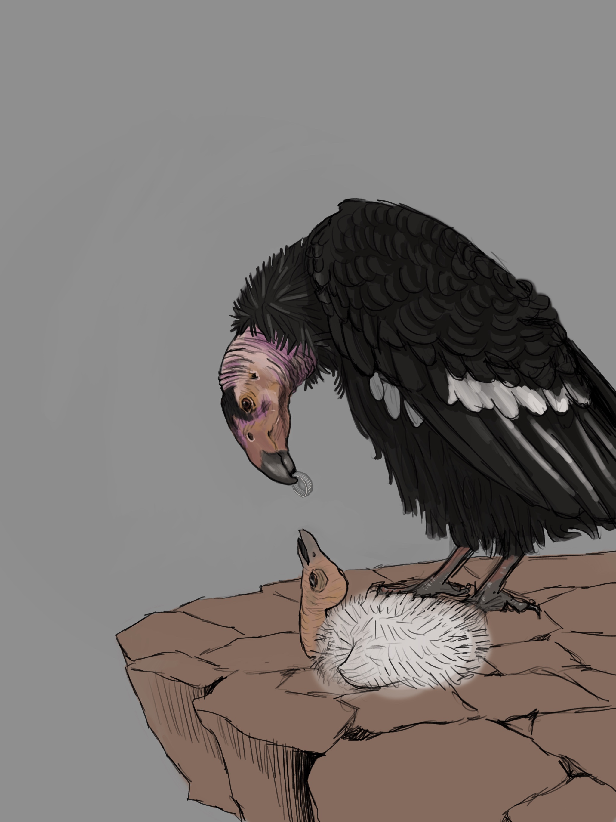 California condor sketch about mistaken plastic ingestion