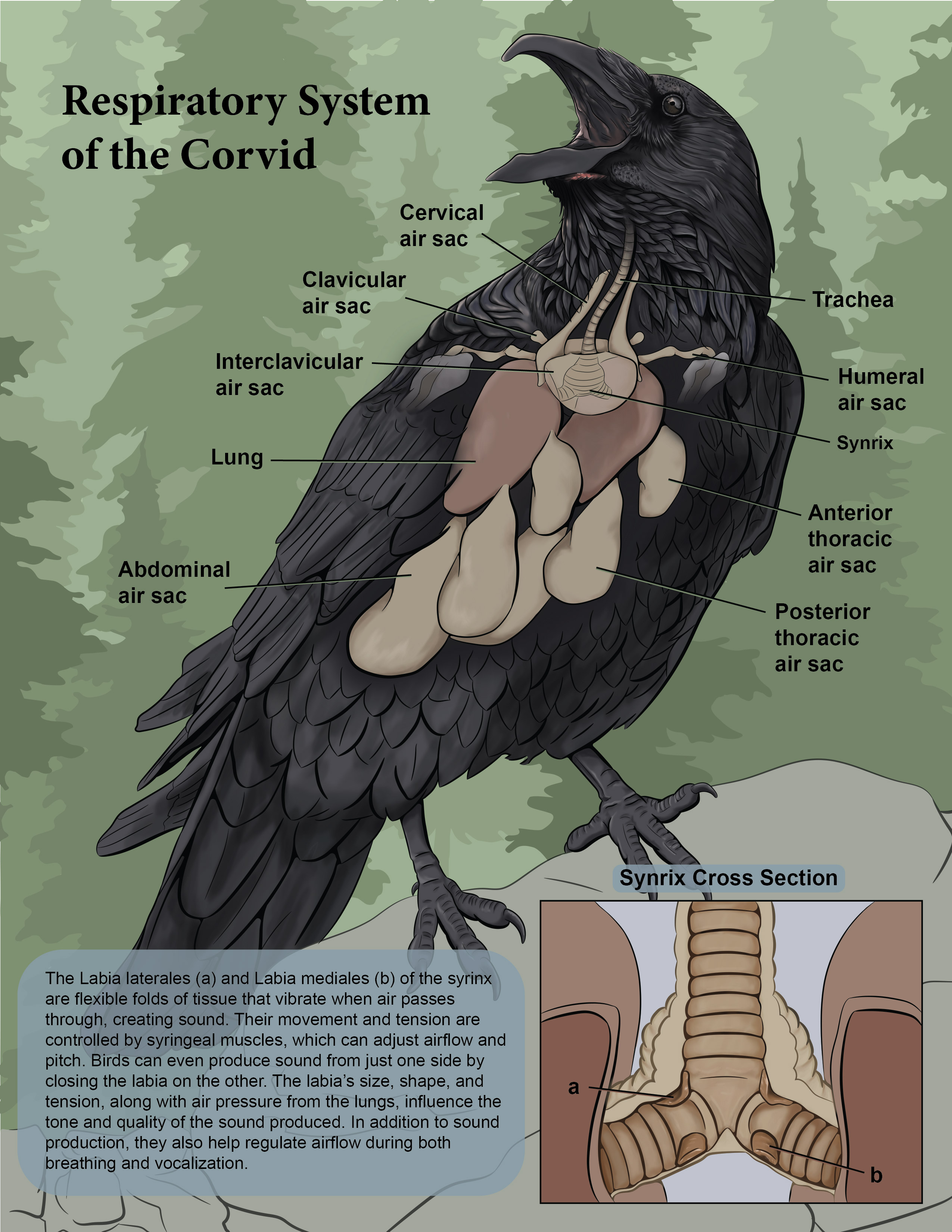 Corvid respiratory system illustration