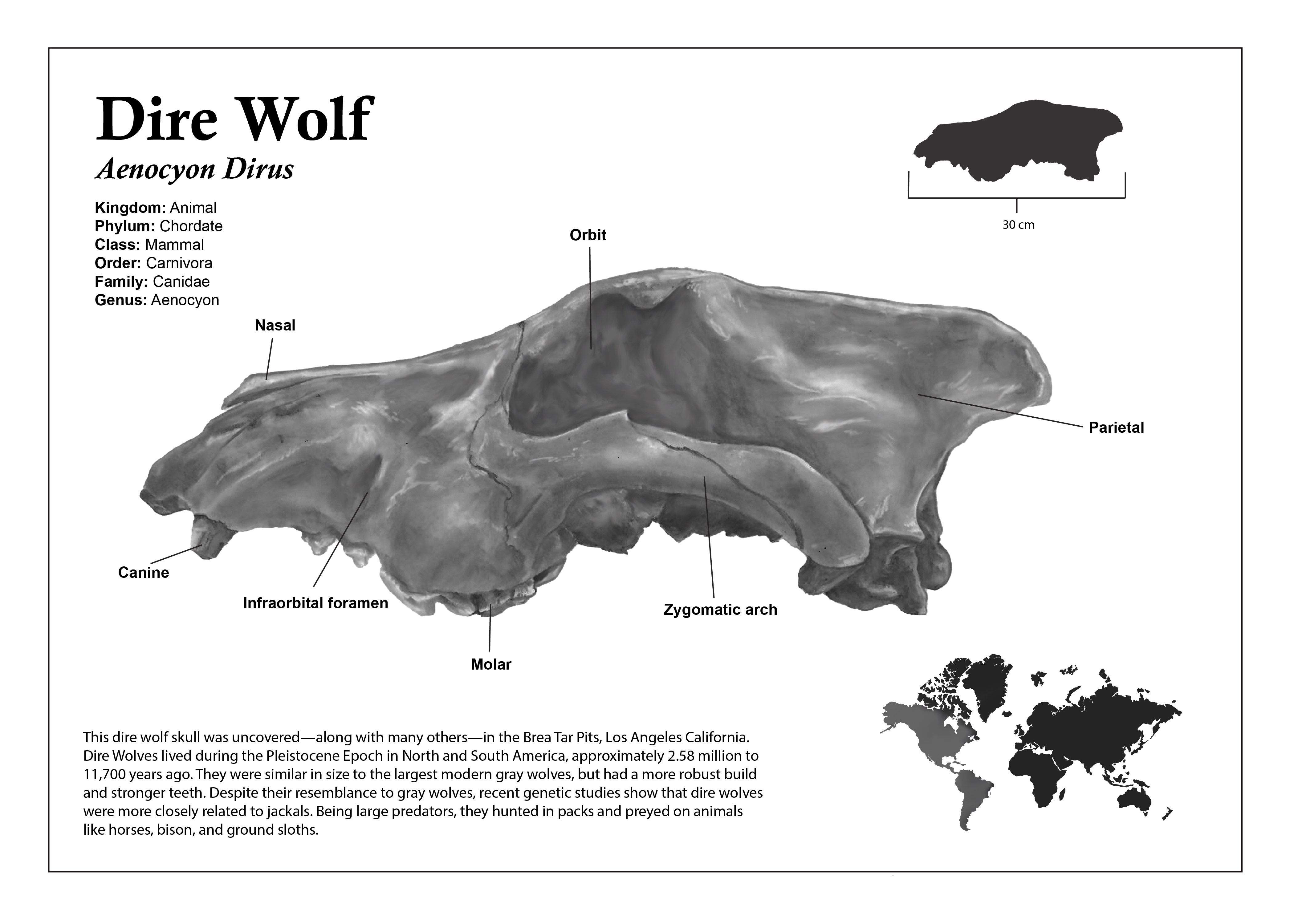 Dire wolf skull illustration