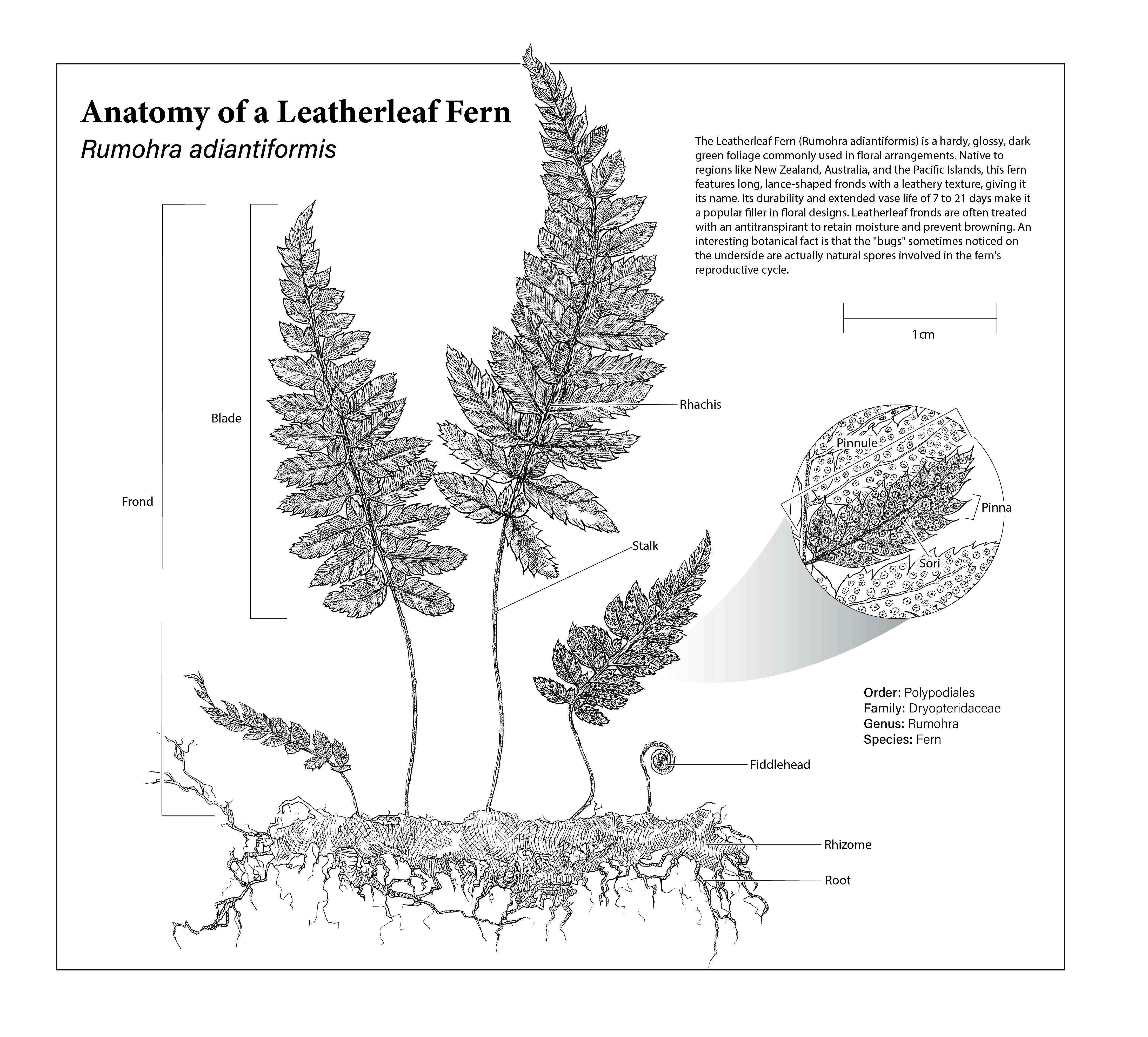 Anatomy of a fern illustration