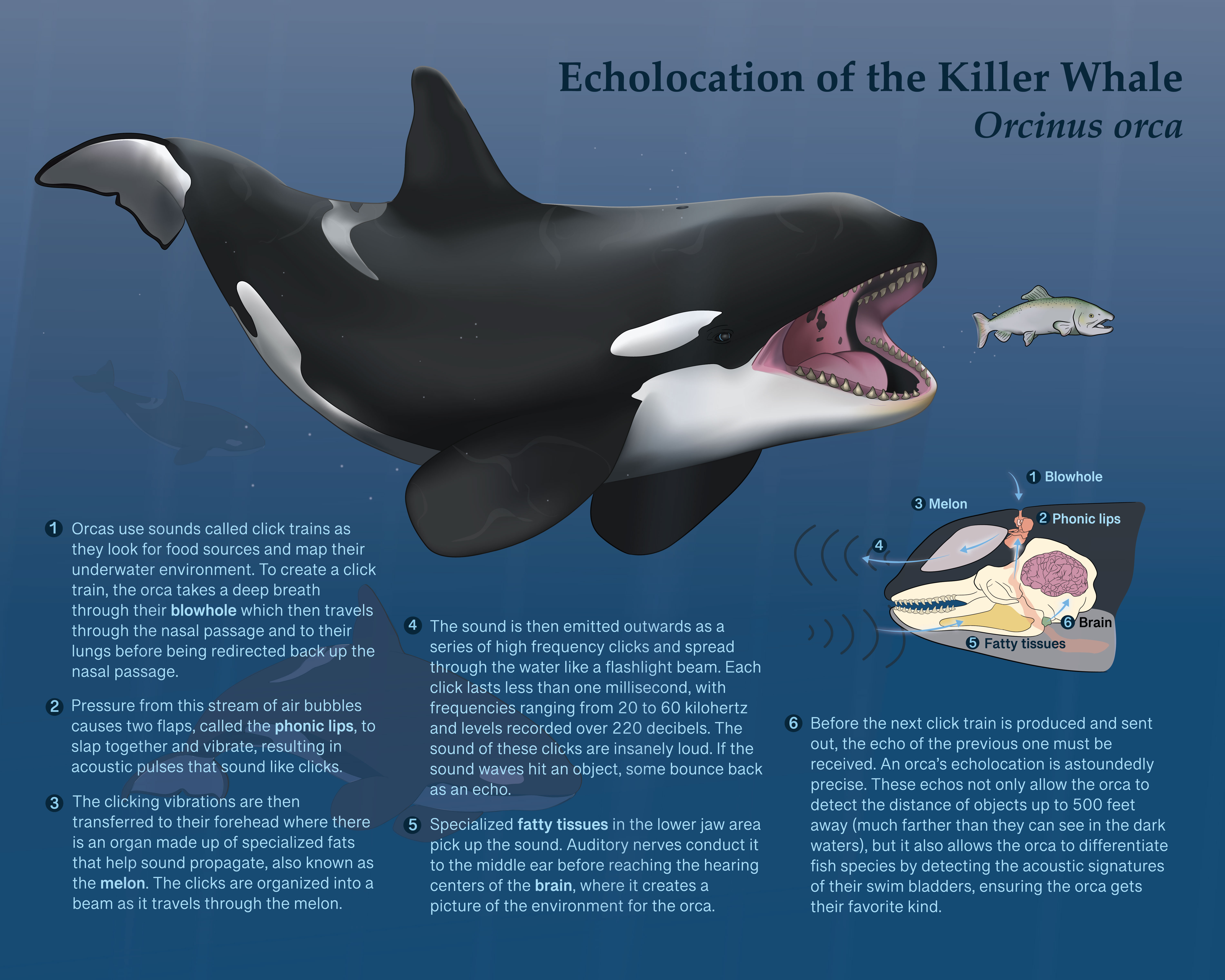 Echolocation of the killer whale