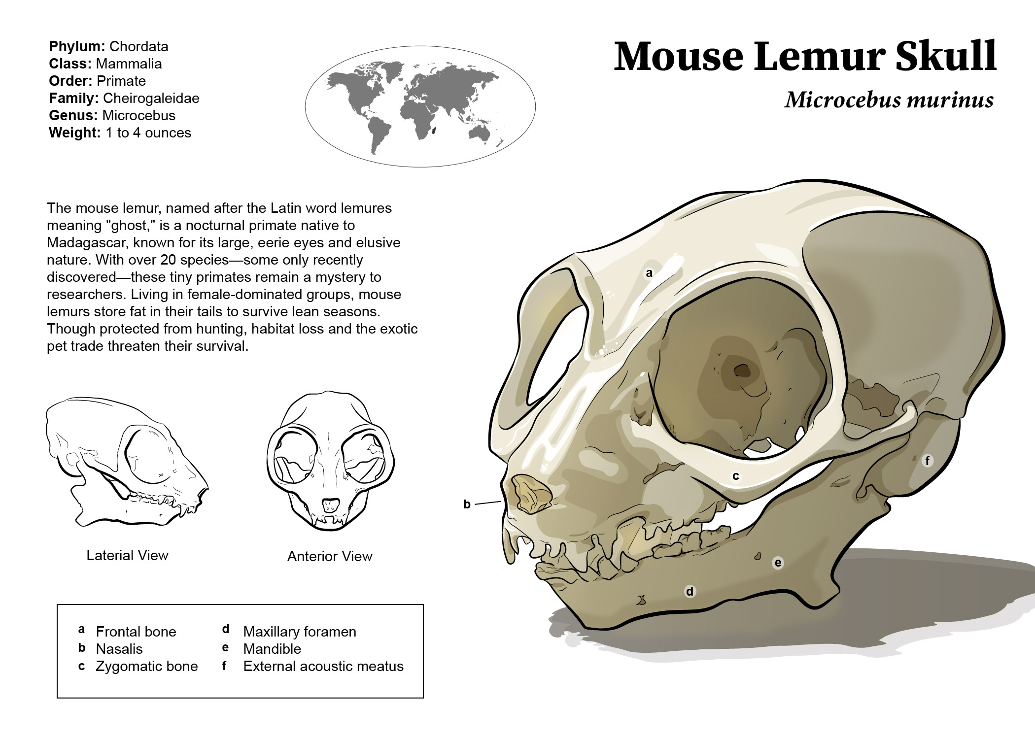 Mouse lemur skull illustration