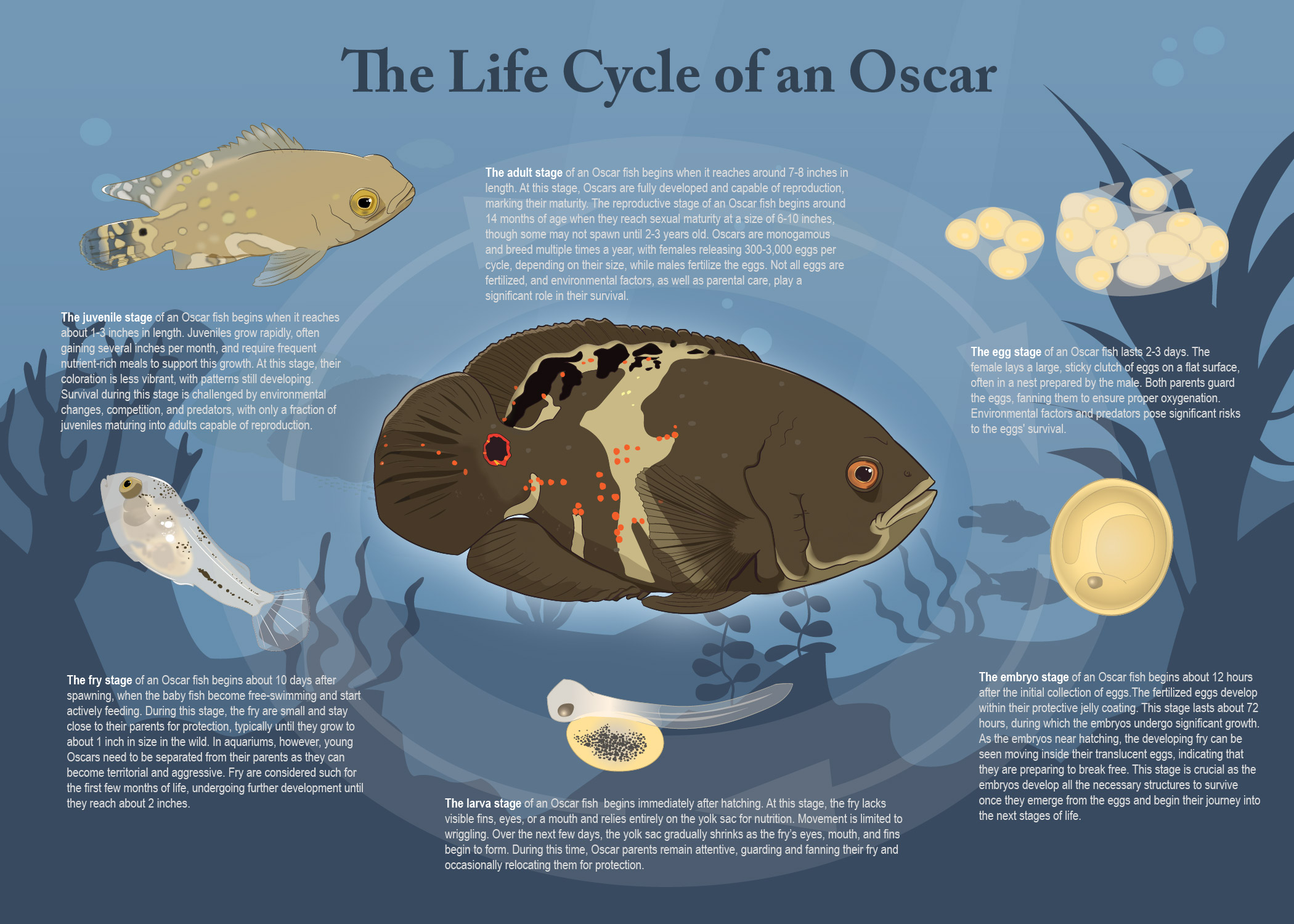 Life cycle of an Oscar fish