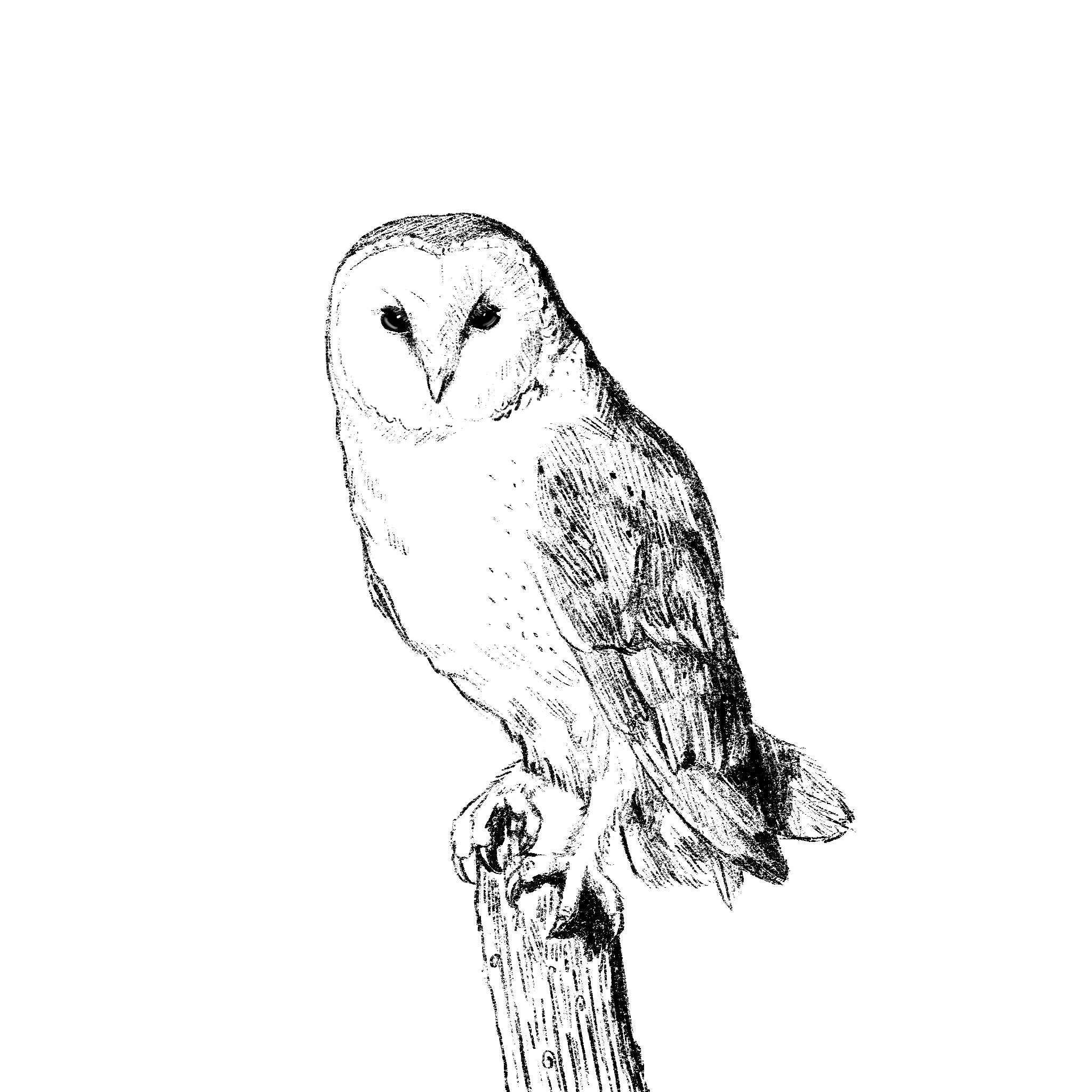 Owl observational sketch