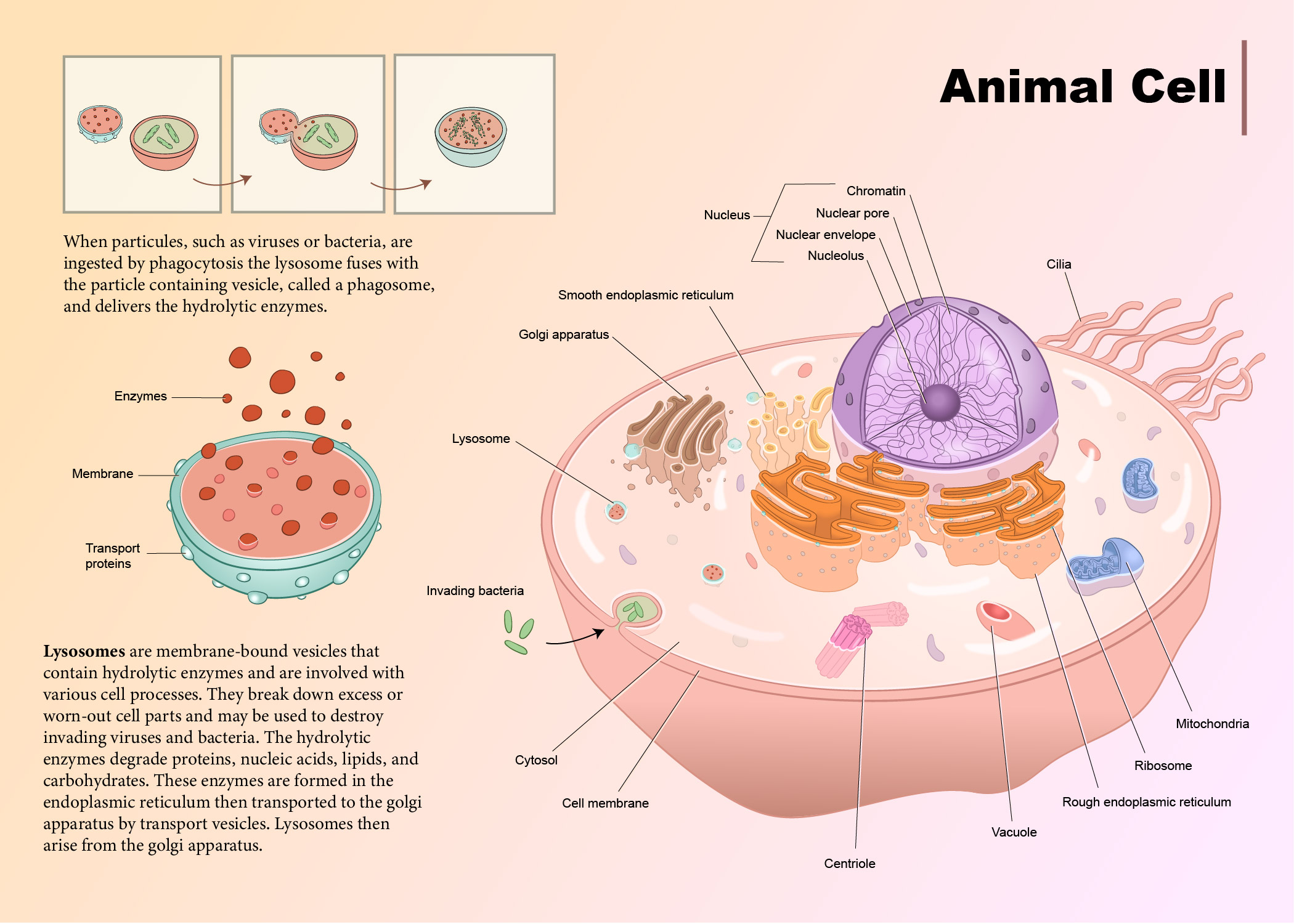Animal cell with lysosome callout