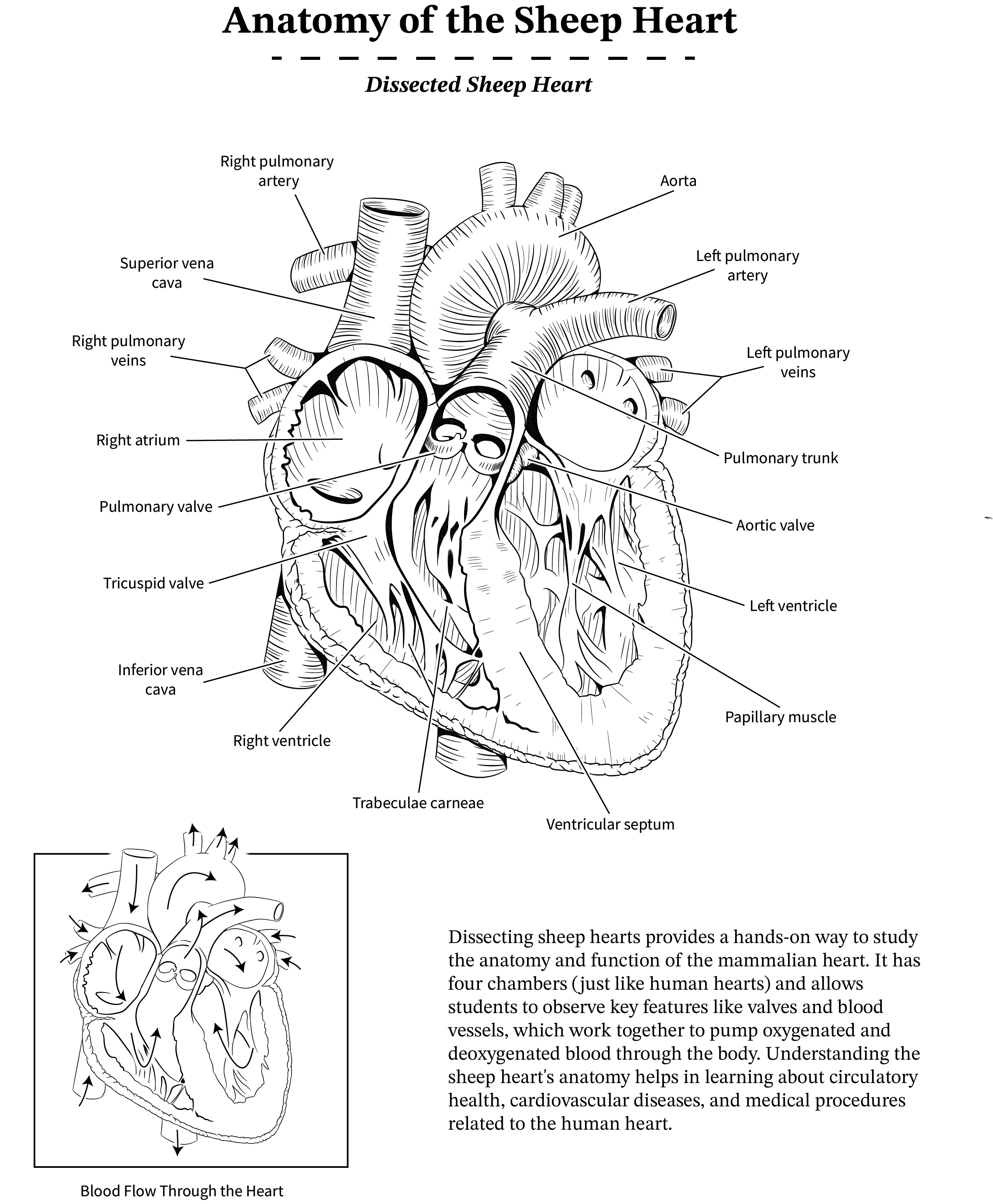 Anatomy of a sheep heart