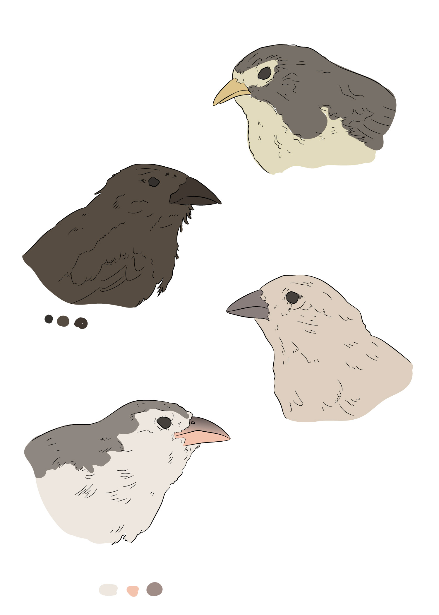 Finch head study