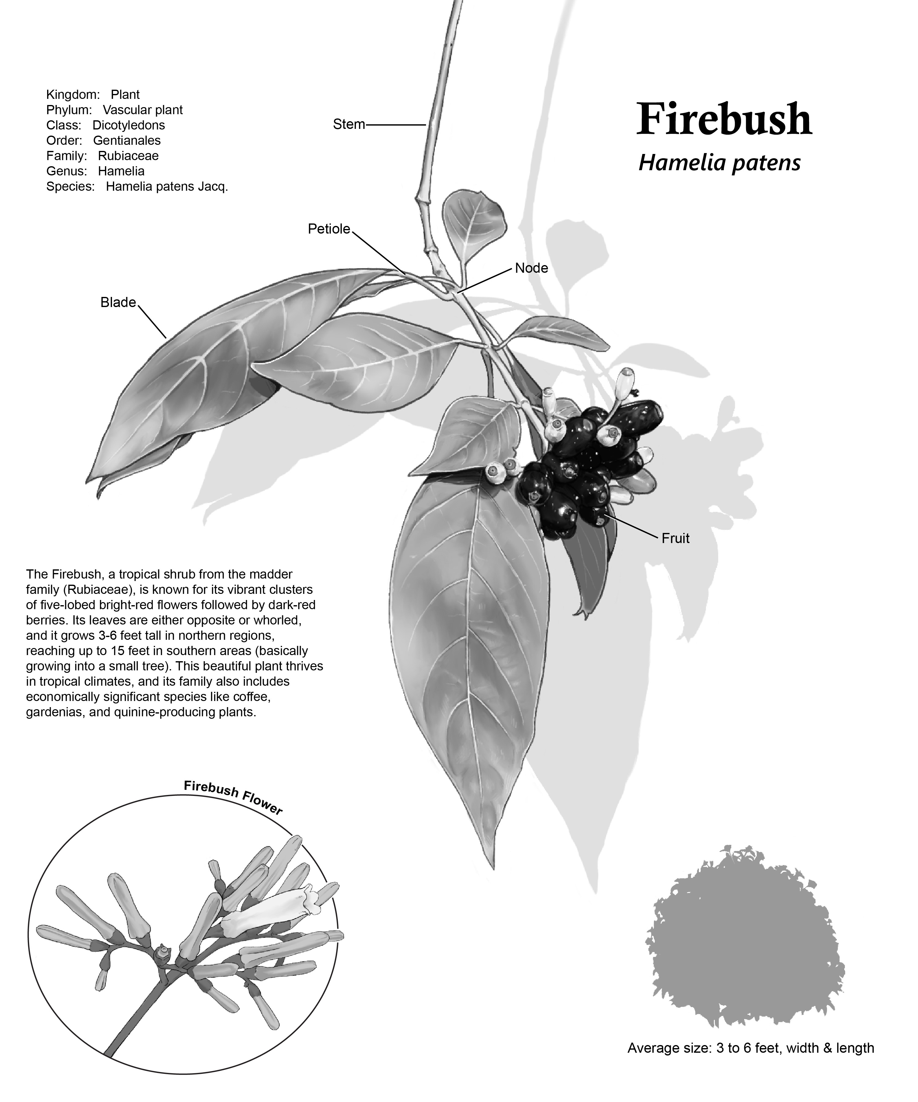 Fruiting firebush tone study