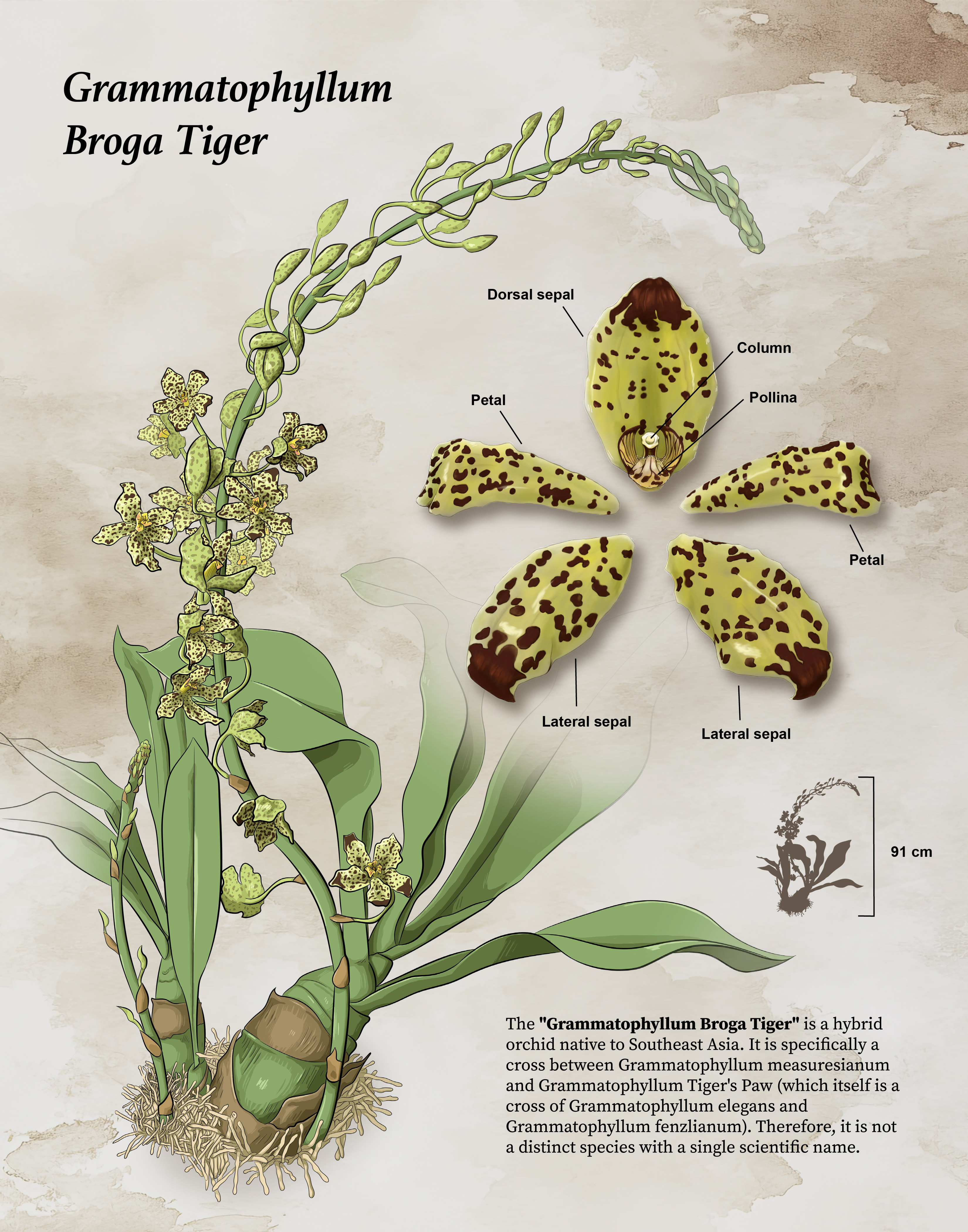 Hybrid orchid illustration