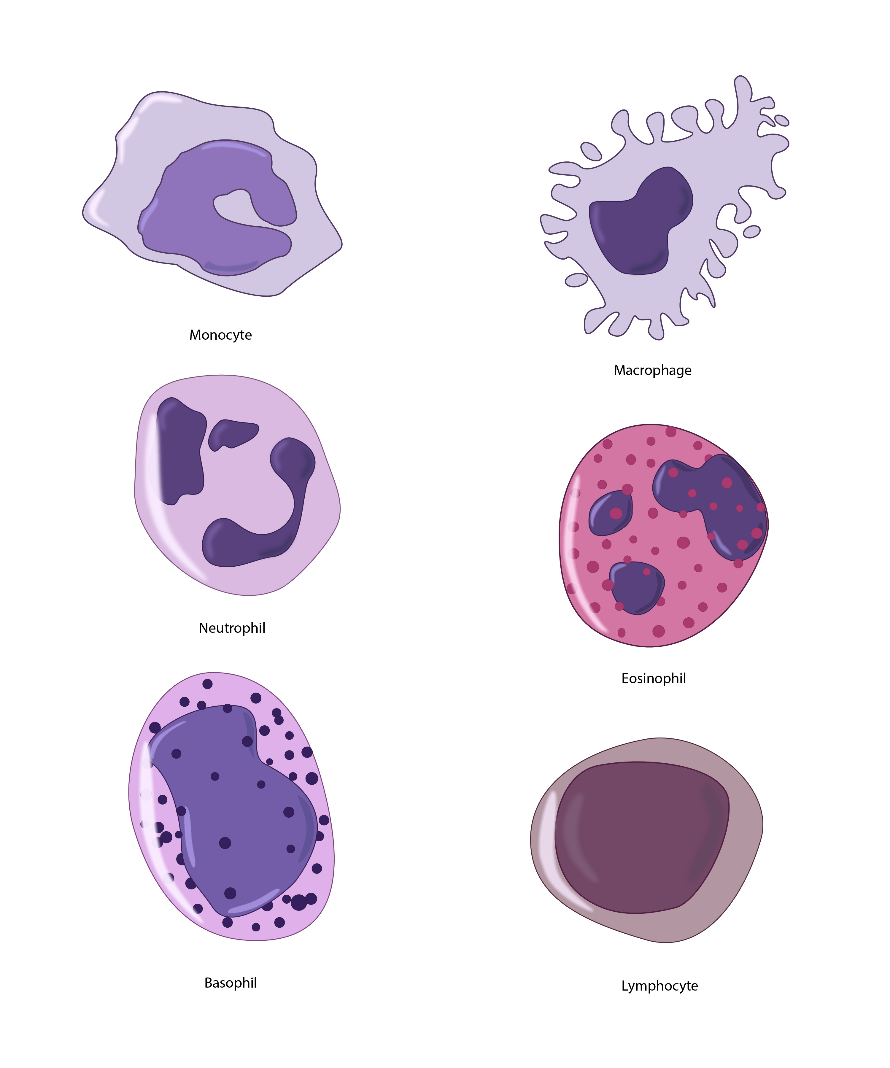 Cell study and illustration assets