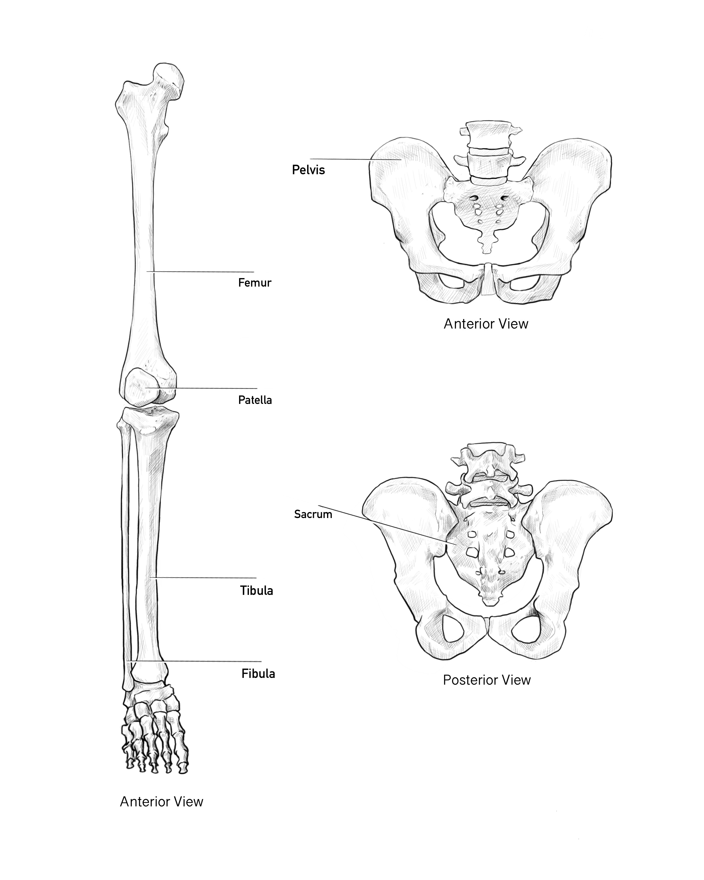 Pelvis and leg skeletal study