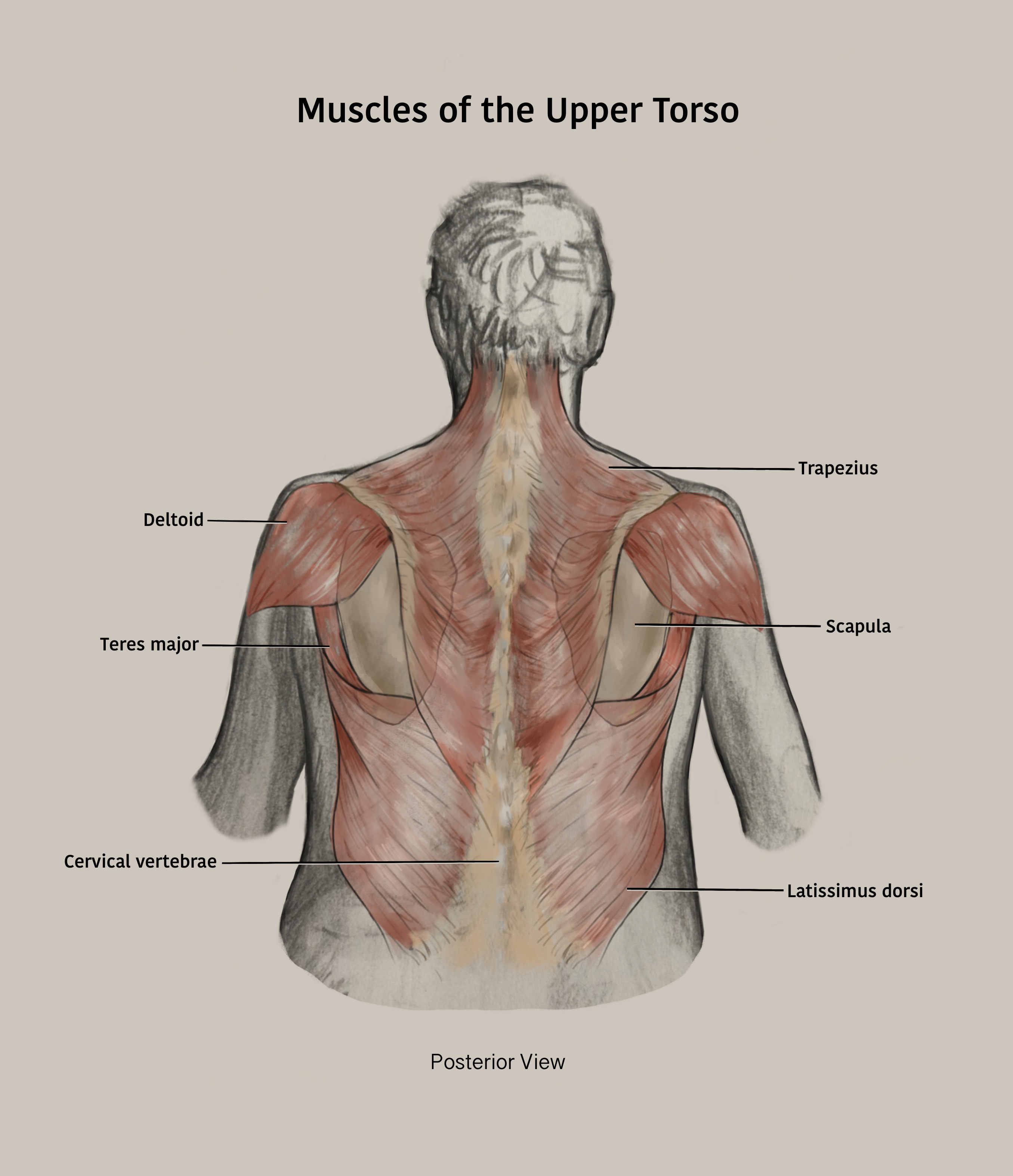 Muscles of the back anatomy study