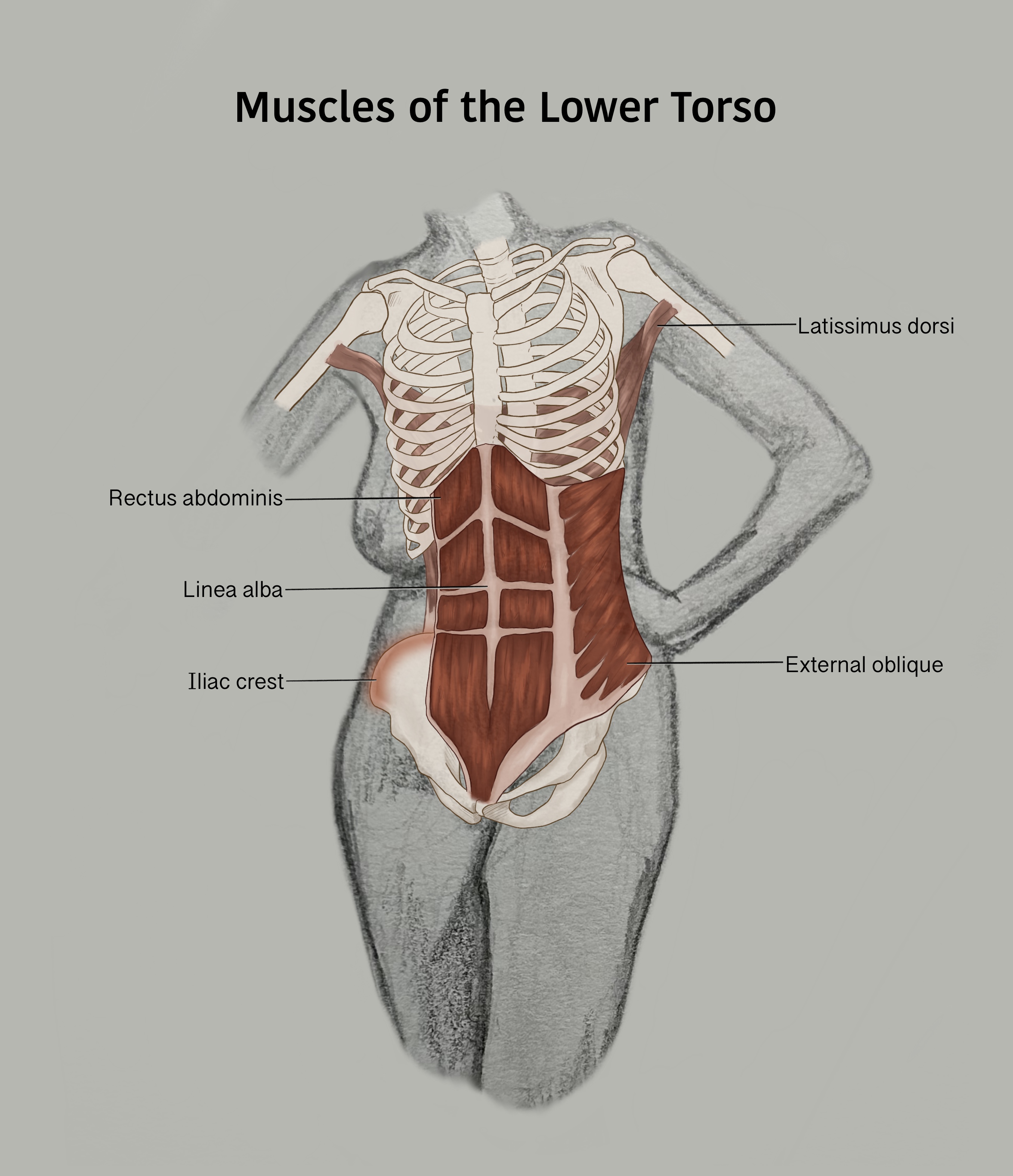 Anatomy study of the upper torso