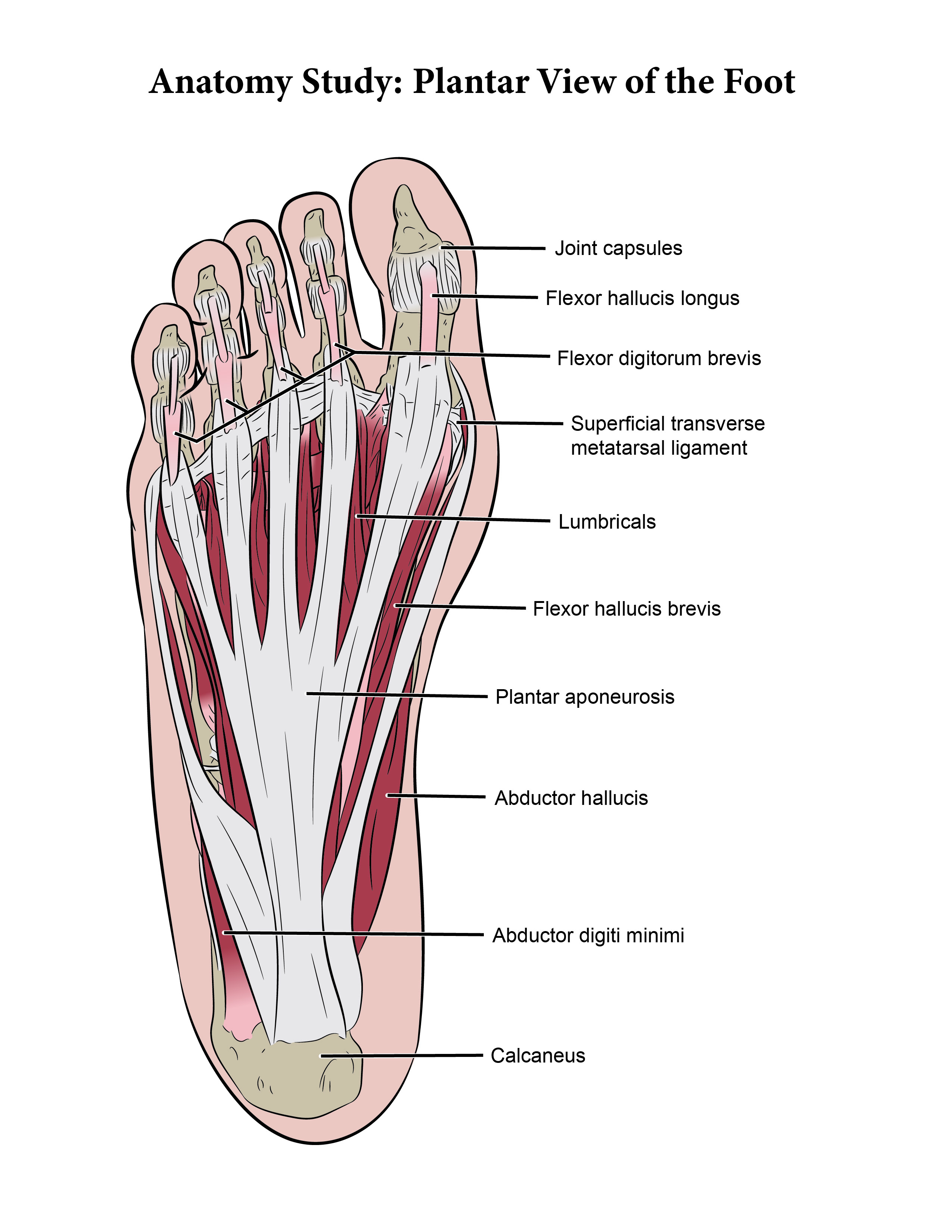 Foot anatomy study