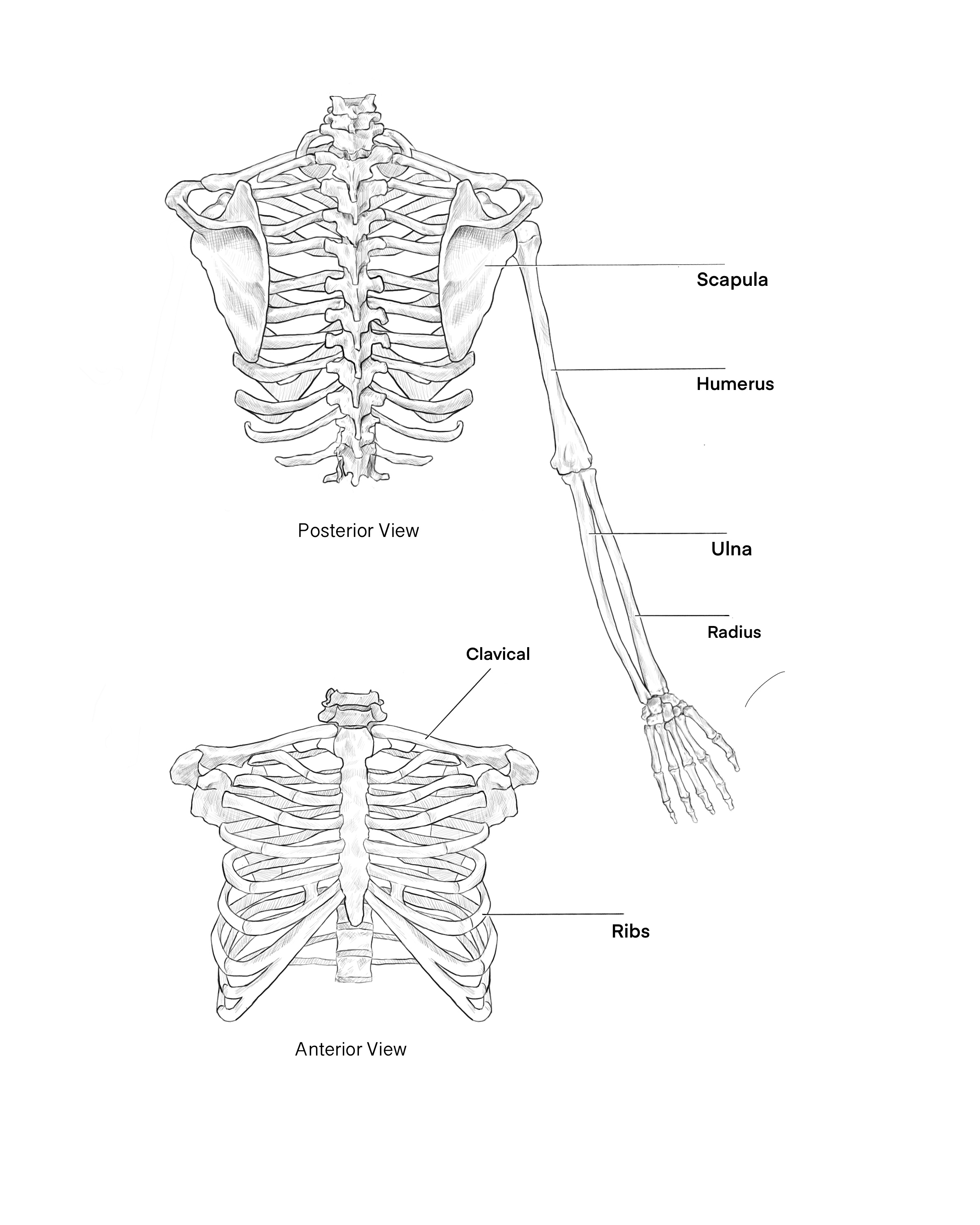 Rib cage skeletal study